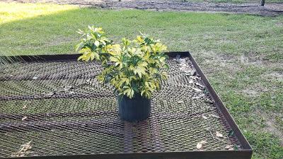 schefflera-arboricola-variegata-umbrella-tree