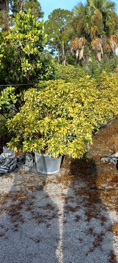 schefflera-arboricola-variegata-umbrella-tree
