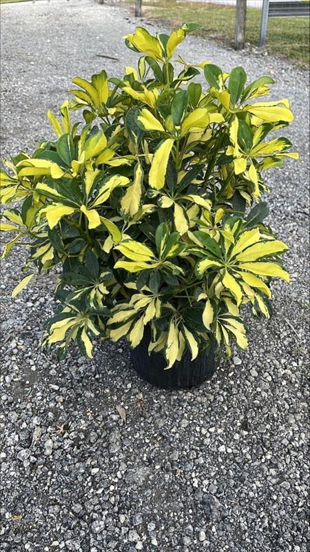 schefflera-arboricola-variegata-umbrella-tree