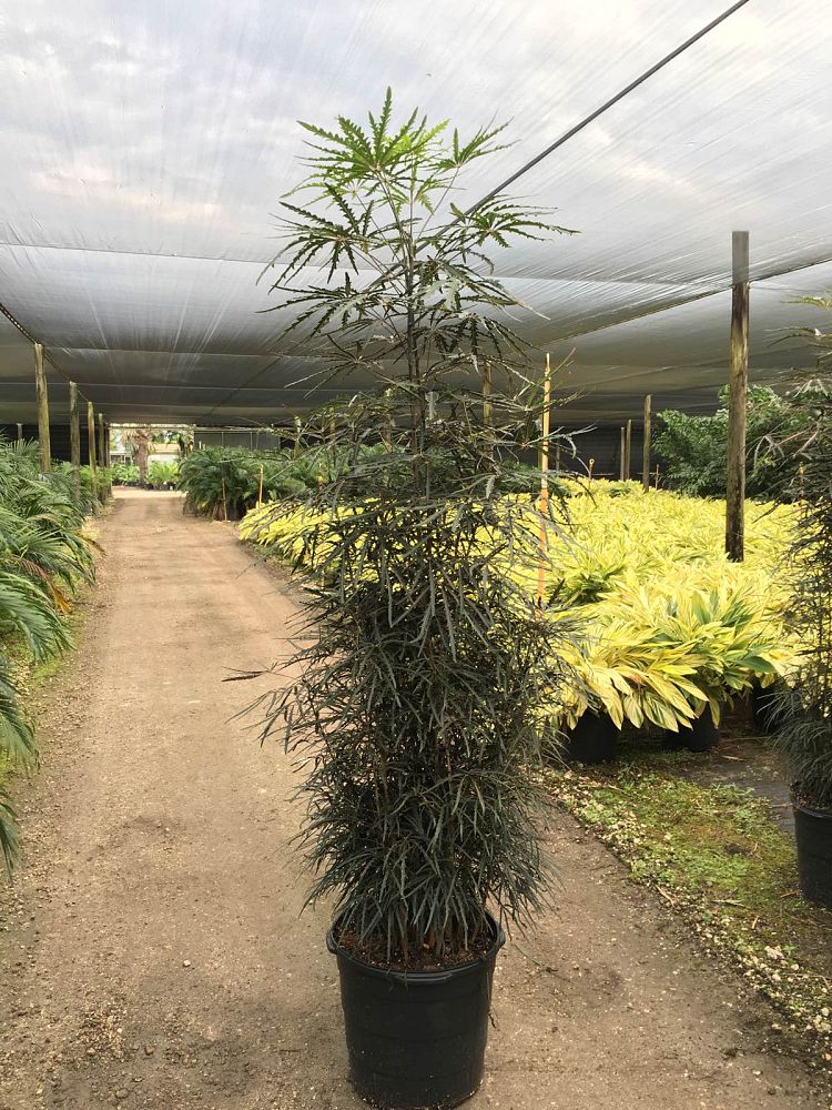 schefflera-elegantissima-false-aralia