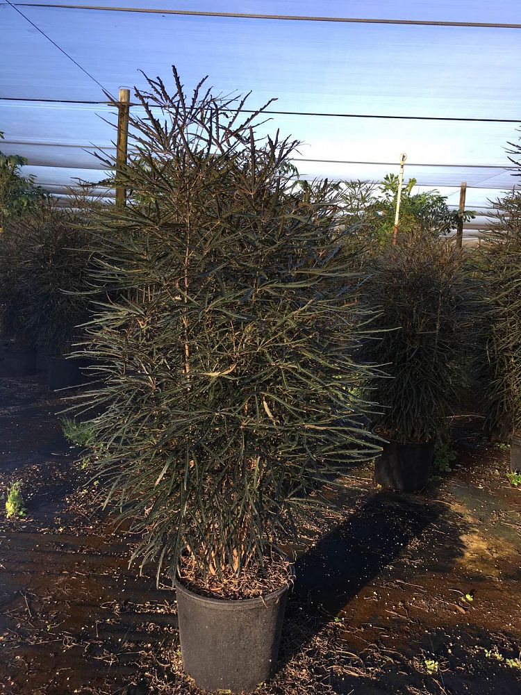 schefflera-elegantissima-false-aralia