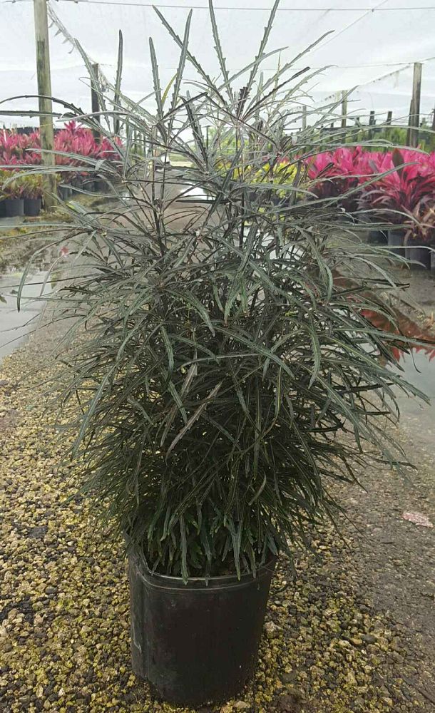 schefflera-elegantissima-false-aralia