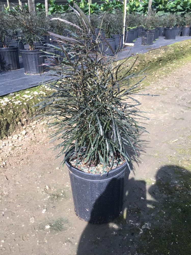 schefflera-elegantissima-false-aralia