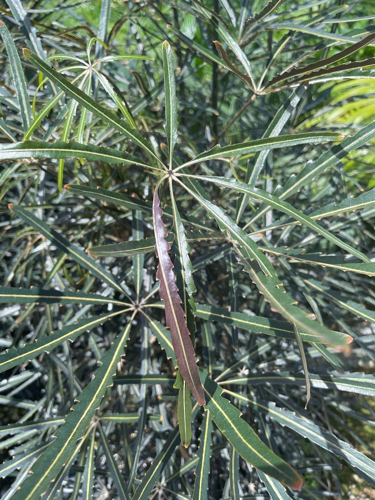 schefflera-elegantissima-false-aralia
