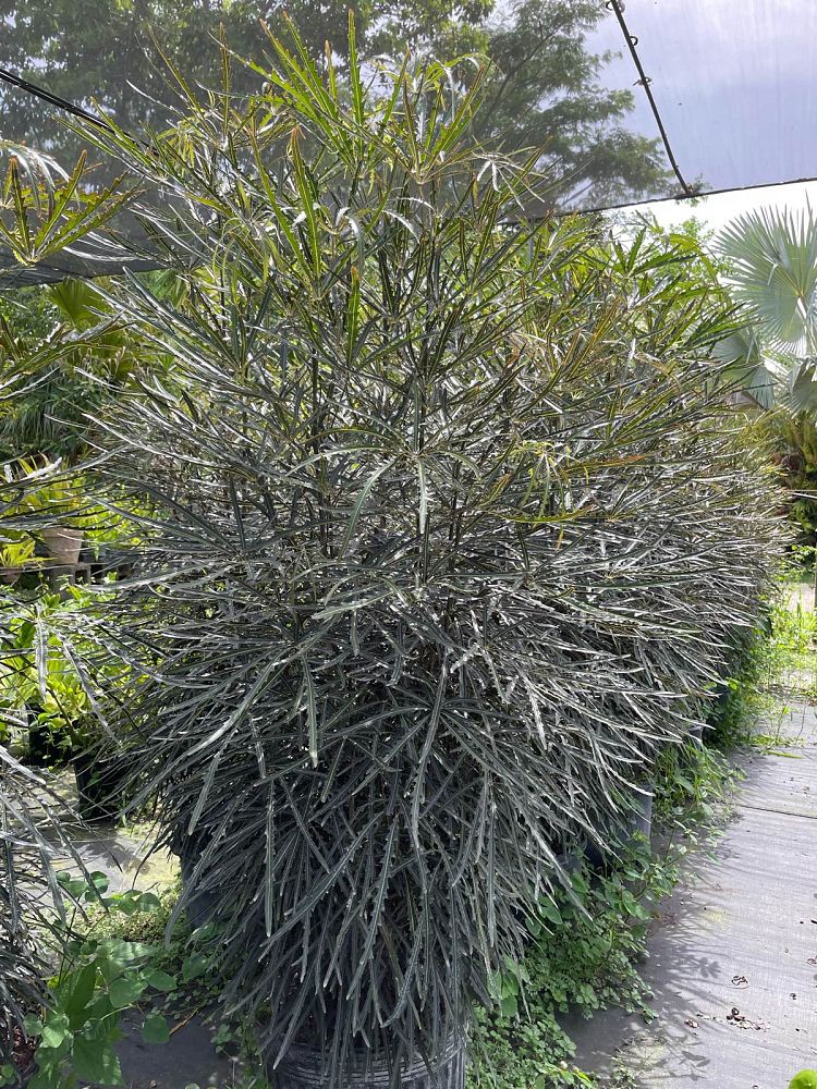 schefflera-elegantissima-false-aralia