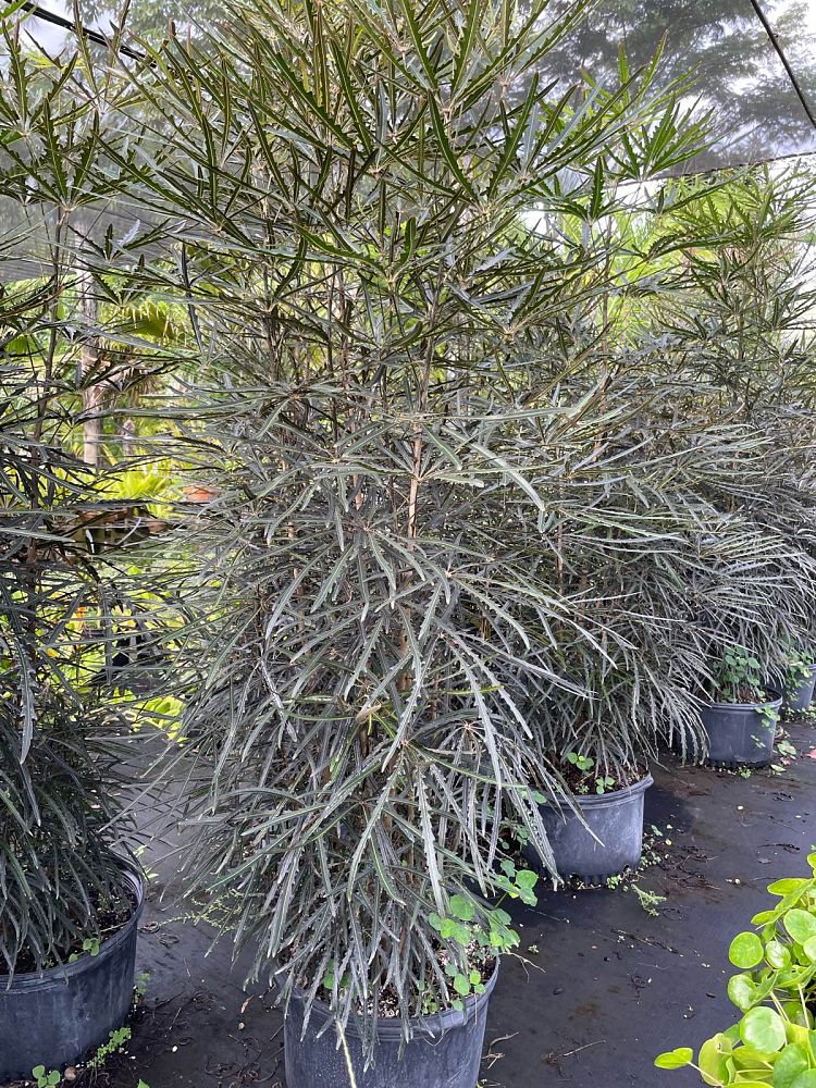 schefflera-elegantissima-false-aralia