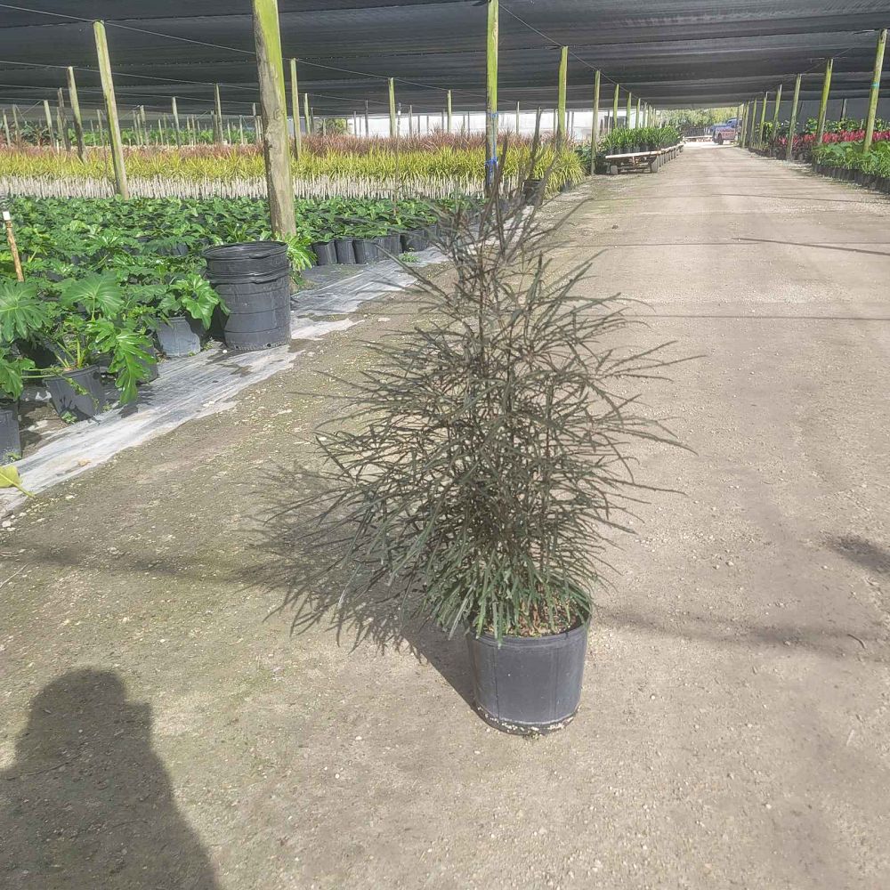 schefflera-elegantissima-false-aralia