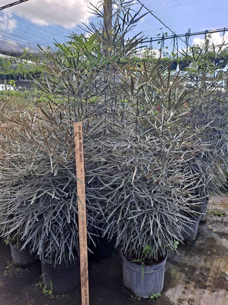 schefflera-elegantissima-false-aralia
