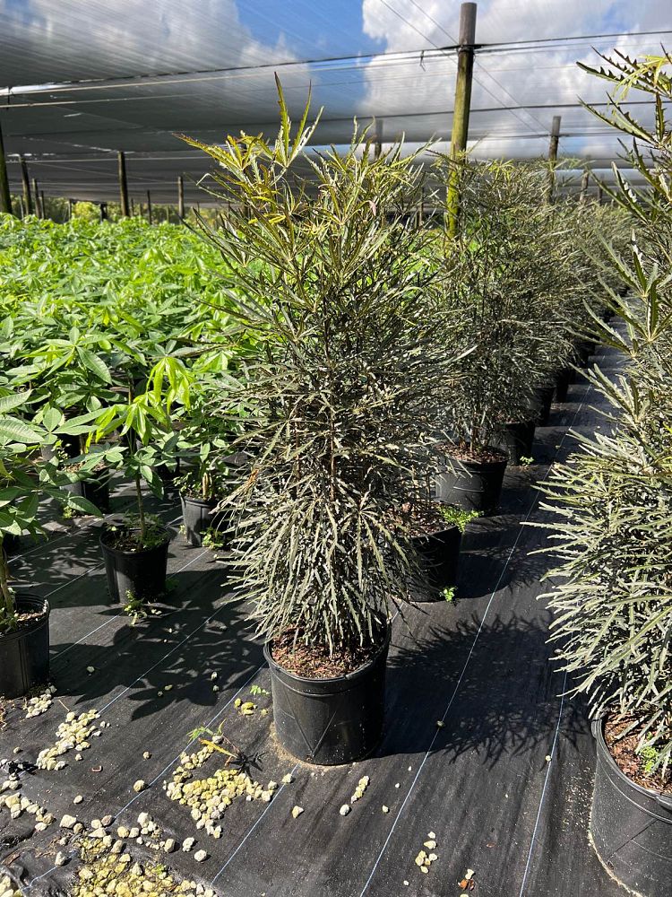 schefflera-elegantissima-false-aralia