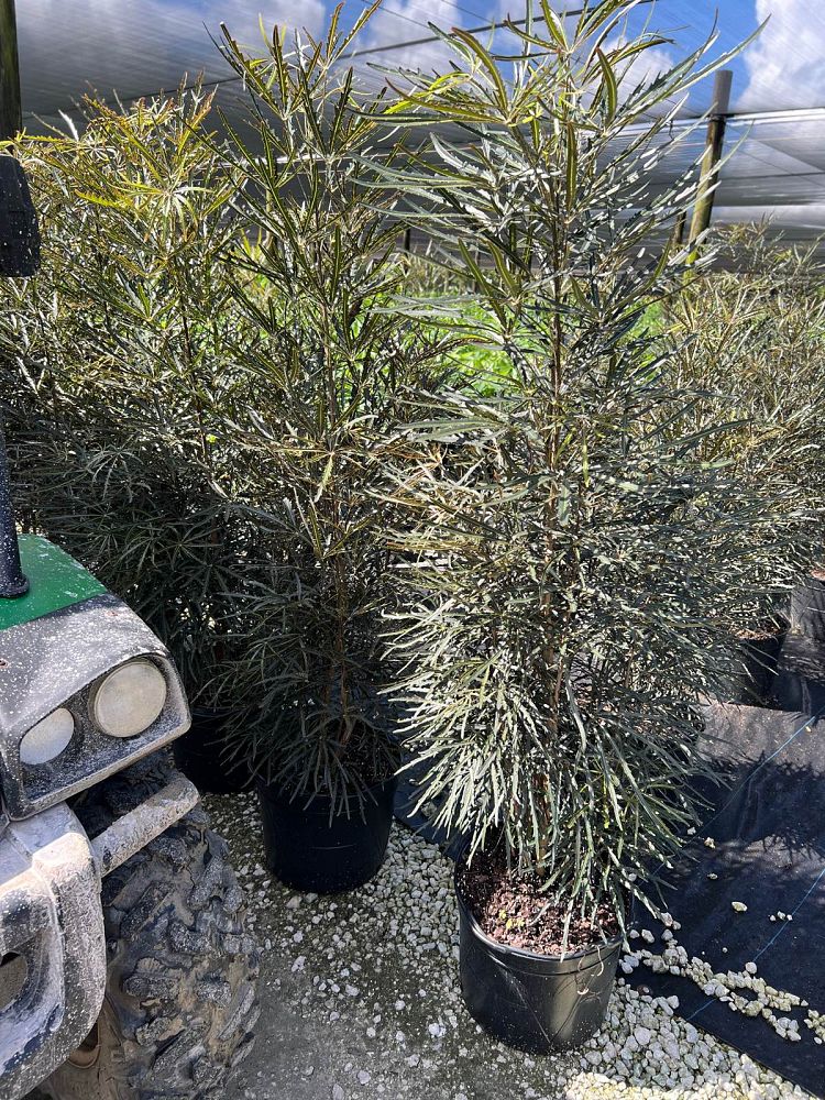 schefflera-elegantissima-false-aralia