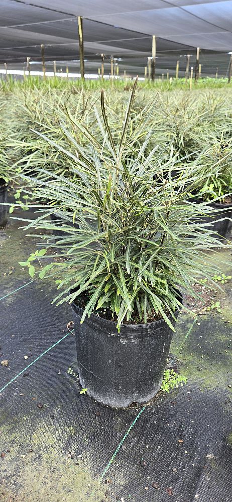 schefflera-elegantissima-false-aralia