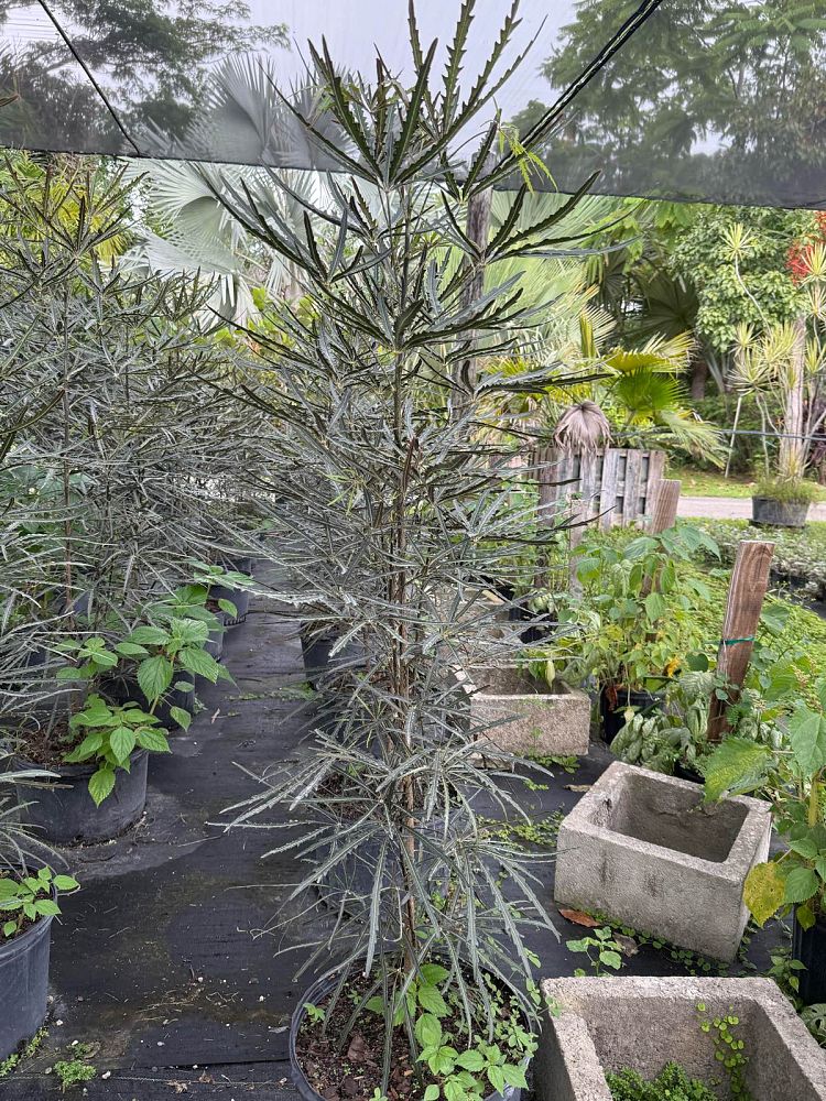 schefflera-elegantissima-false-aralia