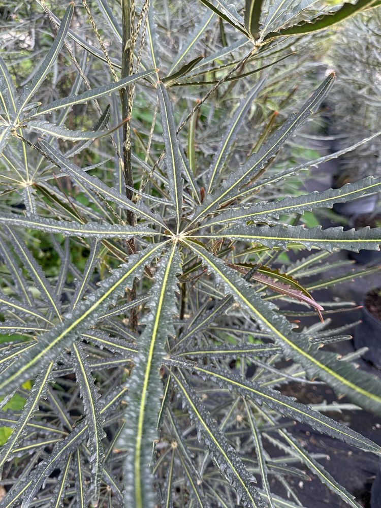 schefflera-elegantissima-false-aralia