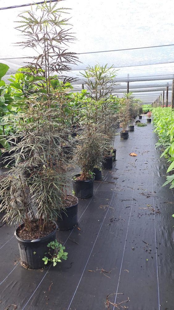 schefflera-elegantissima-false-aralia