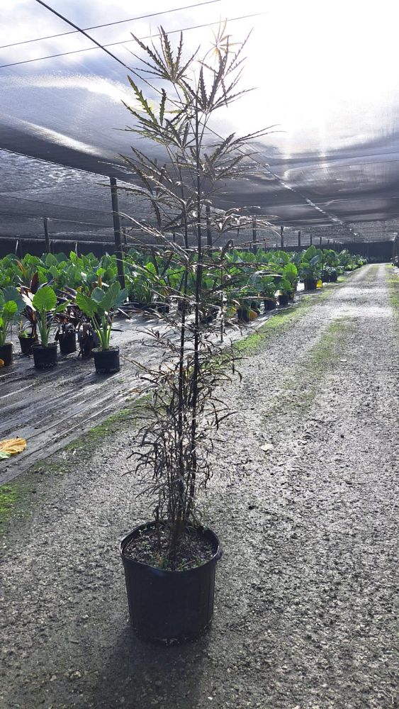schefflera-elegantissima-false-aralia