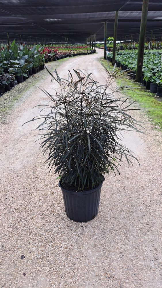 schefflera-elegantissima-false-aralia