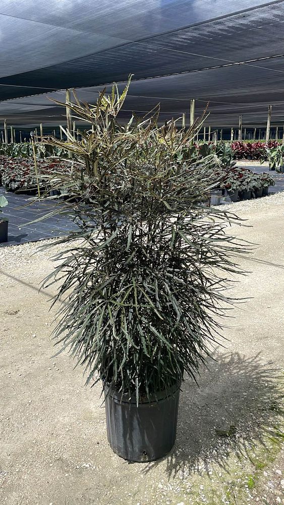 schefflera-elegantissima-false-aralia