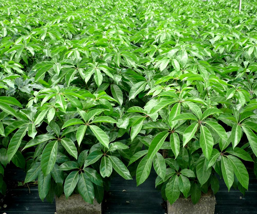 schefflera-umbrella-tree