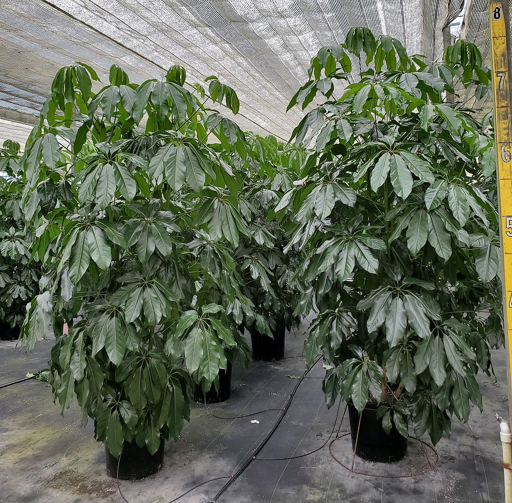 schefflera-umbrella-tree