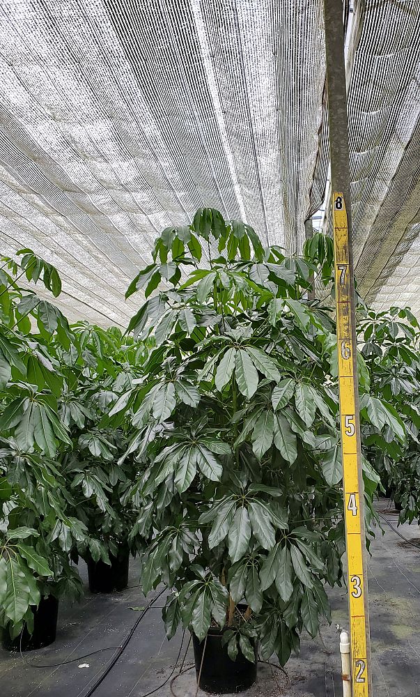 schefflera-umbrella-tree