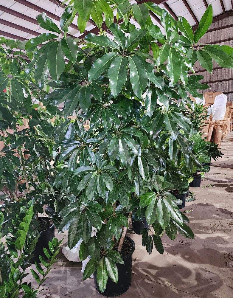 schefflera-umbrella-tree
