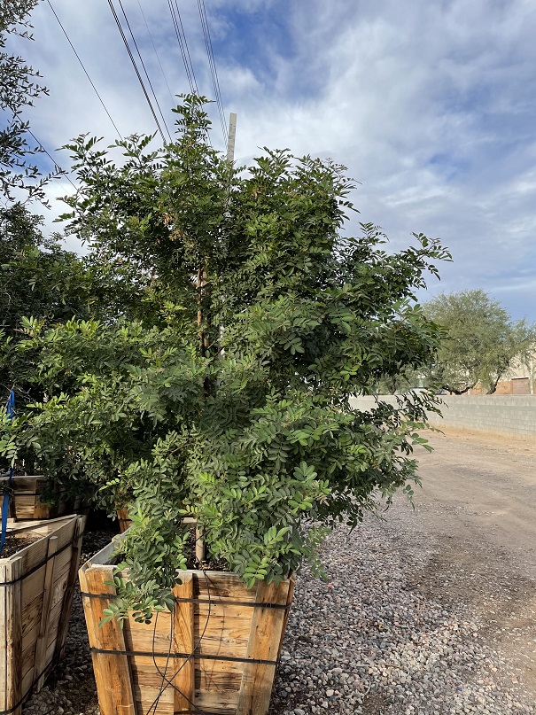 schinus-terebinthifolius-brazilian-pepper-tree