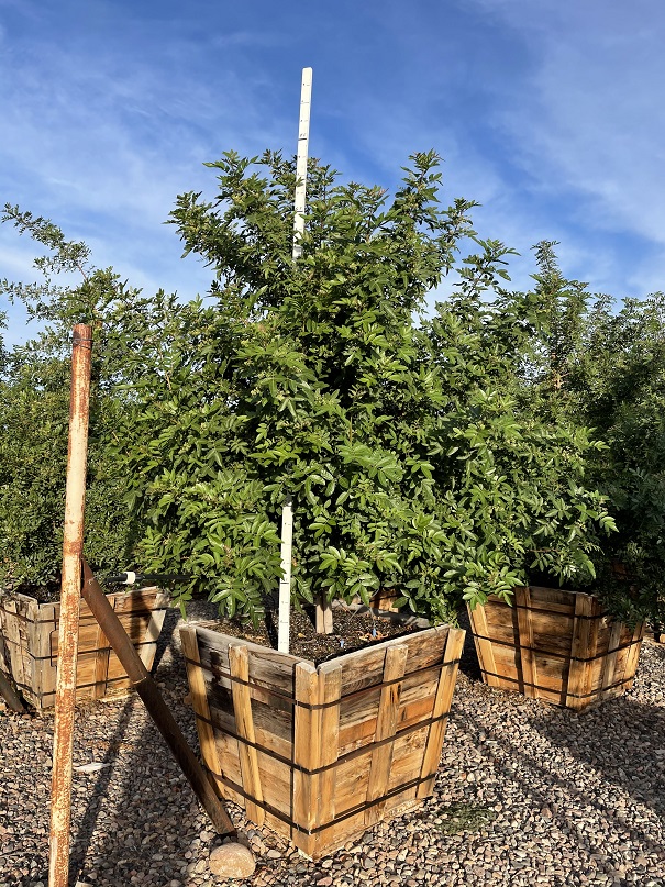 schinus-terebinthifolius-brazilian-pepper-tree
