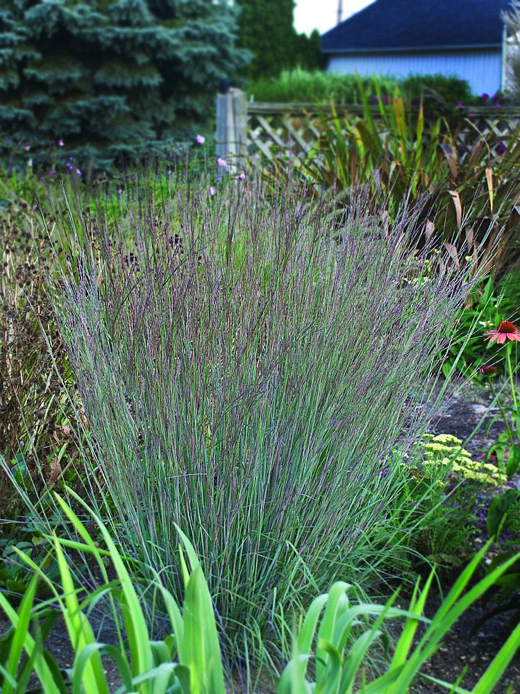 schizachyrium-scoparium-blue-heaven-little-bluestem-grass-andropogon-scoparium