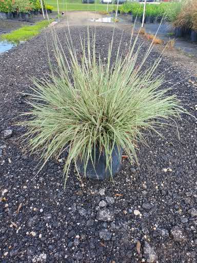 schizachyrium-scoparium-chameleon
