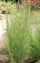 schizachyrium-scoparium-little-arrow-little-bluestem-grass-andropogon-scoparium