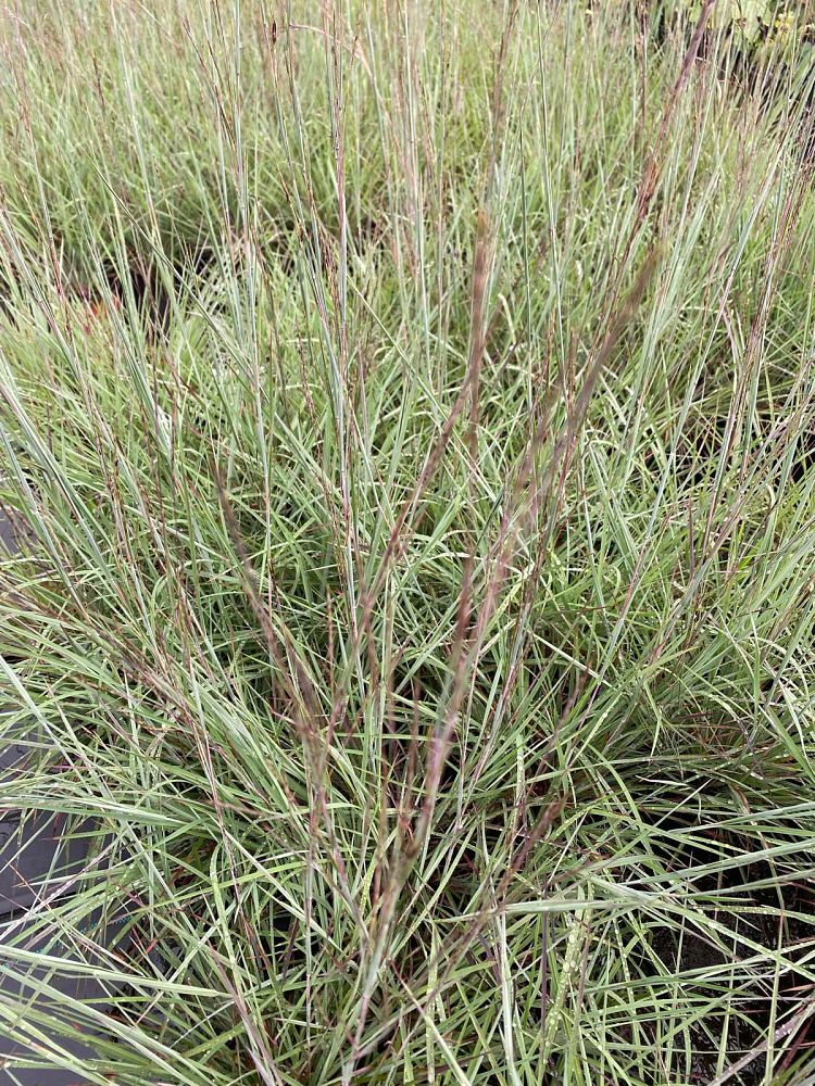 schizachyrium-scoparium-little-arrow-little-bluestem-grass-andropogon-scoparium