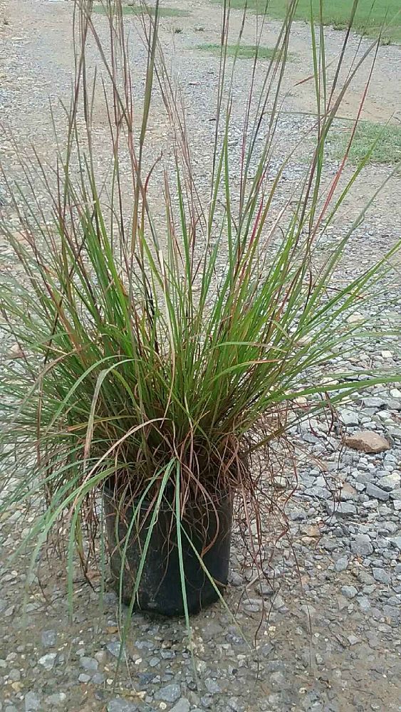 schizachyrium-scoparium-little-bluestem-grass-andropogon-scoparium