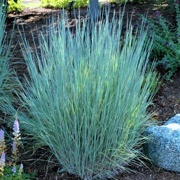 schizachyrium-scoparium-little-bluestem-grass-andropogon-scoparium