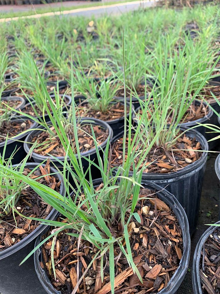 schizachyrium-scoparium-little-bluestem-grass-andropogon-scoparium