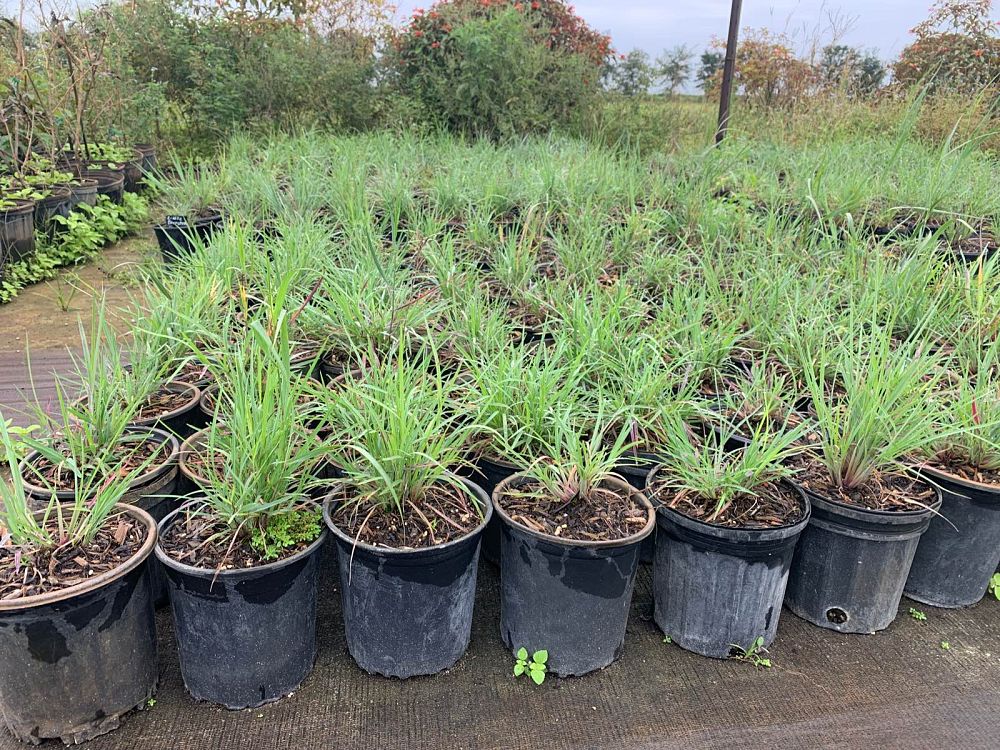 schizachyrium-scoparium-little-bluestem-grass-andropogon-scoparium