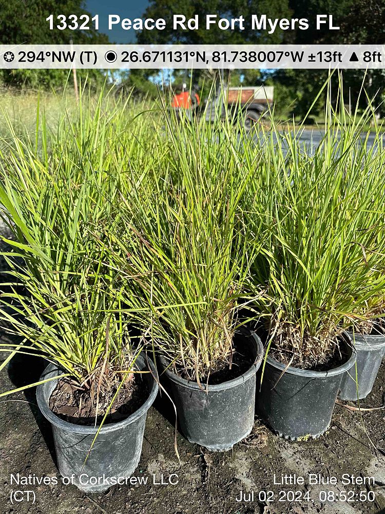 schizachyrium-scoparium-little-bluestem-grass-andropogon-scoparium