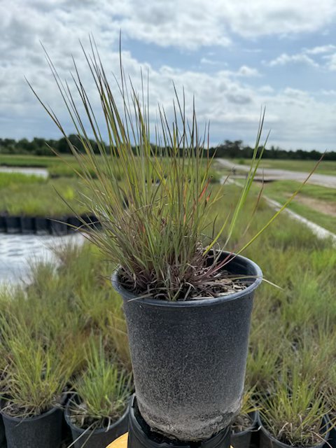 schizachyrium-scoparium-little-bluestem-grass-andropogon-scoparium
