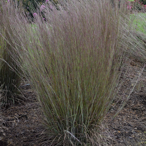 schizachyrium-scoparium-praire-winds-blue-paradise-little-bluestem-grass-andropogon-scoparium