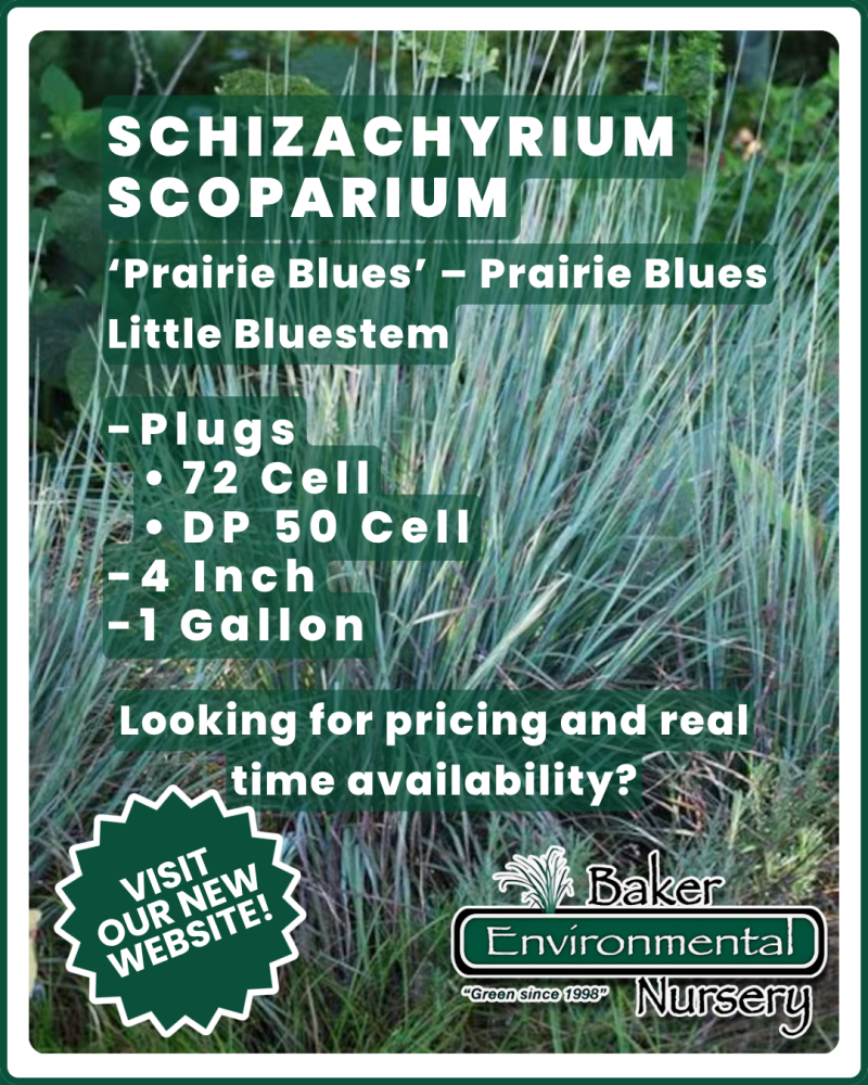 schizachyrium-scoparium-prairie-blues-little-bluestem-grass-andropogon-scoparium