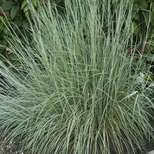 schizachyrium-scoparium-prairie-blues-little-bluestem-grass-andropogon-scoparium