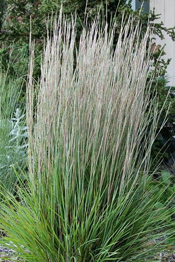 schizachyrium-scoparium-prairie-munchkin-little-bluestem-grass-andropogon-scoparium