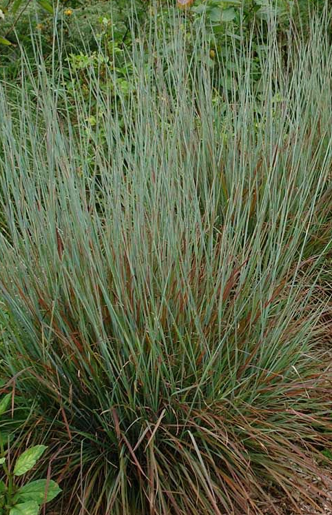 schizachyrium-scoparium-standing-ovation-little-bluestem-grass-andropogon-scoparium