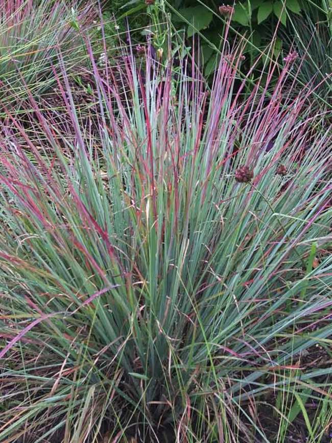 schizachyrium-scoparium-standing-ovation-little-bluestem-grass-andropogon-scoparium