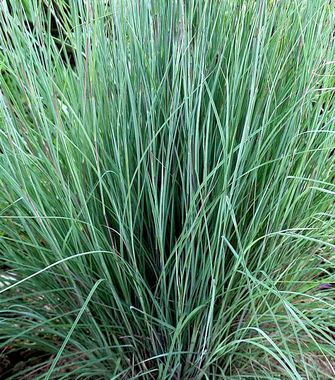 schizachyrium-scoparium-the-blues-little-bluestem-grass-andropogon-scoparium