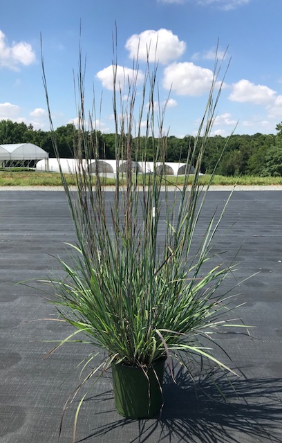 schizachyrium-scoparium-the-blues-little-bluestem-grass-andropogon-scoparium