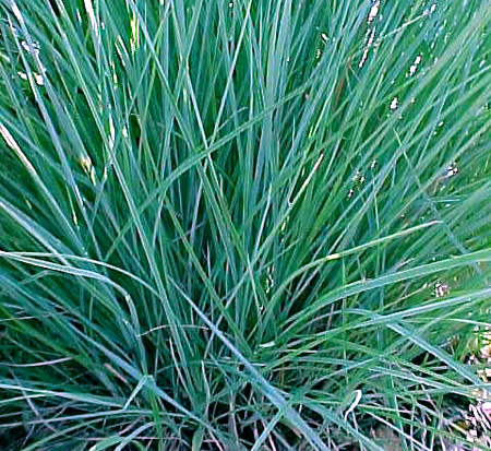 schizachyrium-scoparium-the-blues-little-bluestem-grass-andropogon-scoparium