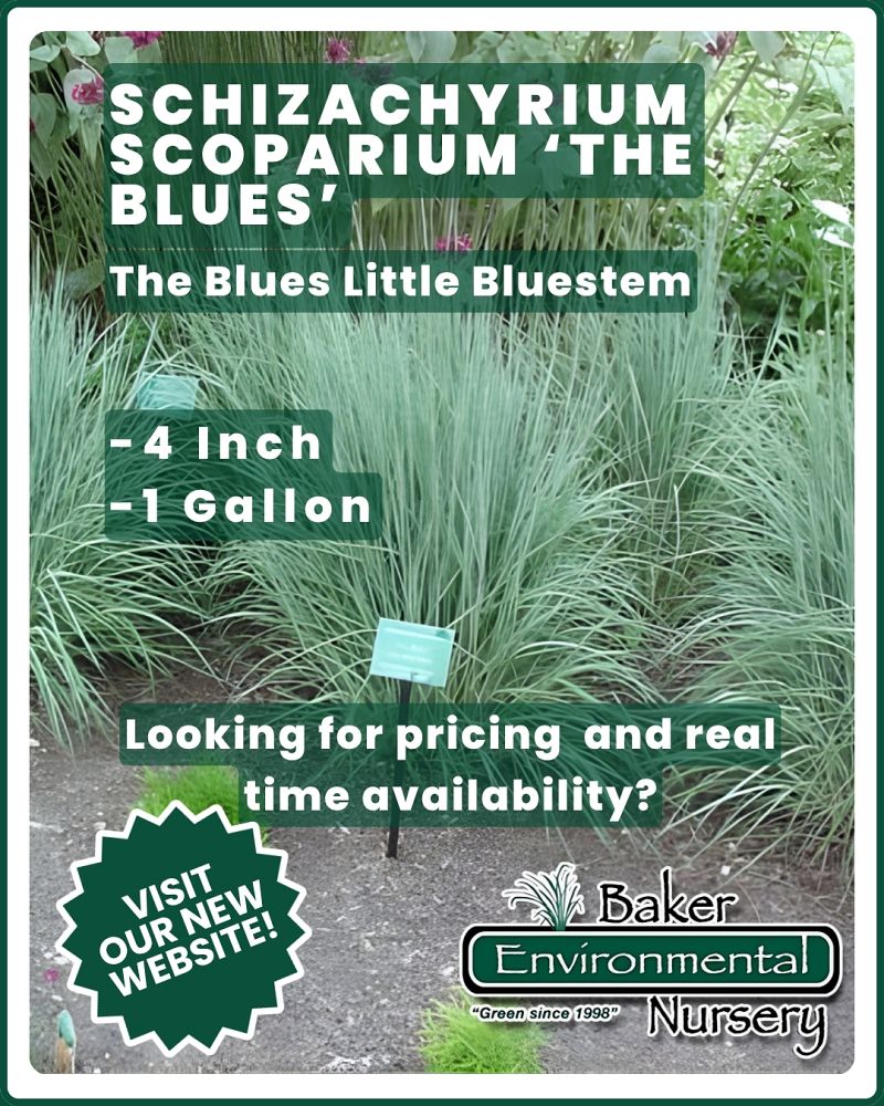schizachyrium-scoparium-the-blues-little-bluestem-grass-andropogon-scoparium