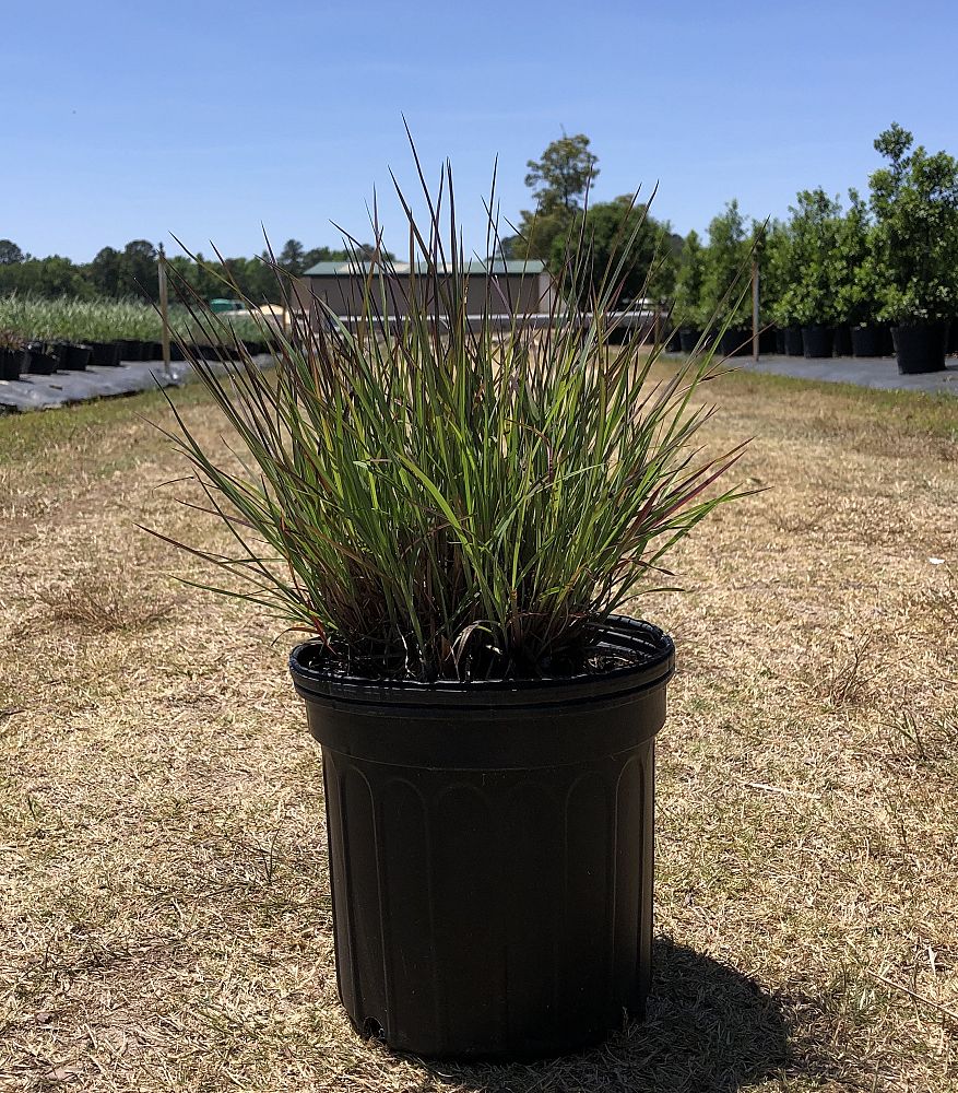 schizachyrium-scoparium-the-blues-little-bluestem-grass-andropogon-scoparium