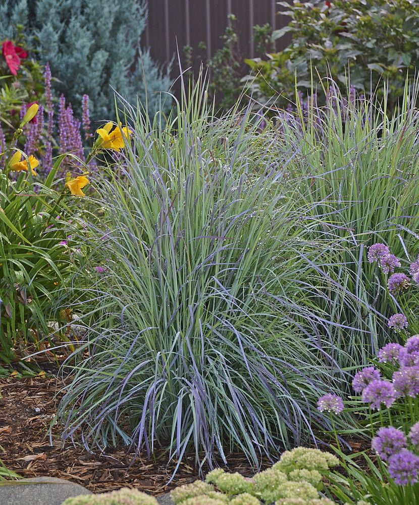 schizachyrium-scoparium-twilight-zone-little-bluestem-grass-andropogon-scoparium