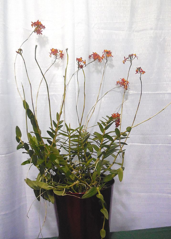 schizanthus-pinnatus-poor-man-s-orchid